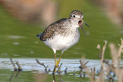 Solitary Sandpiper